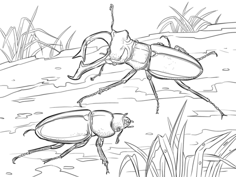 Stag Beetles Coloring Page